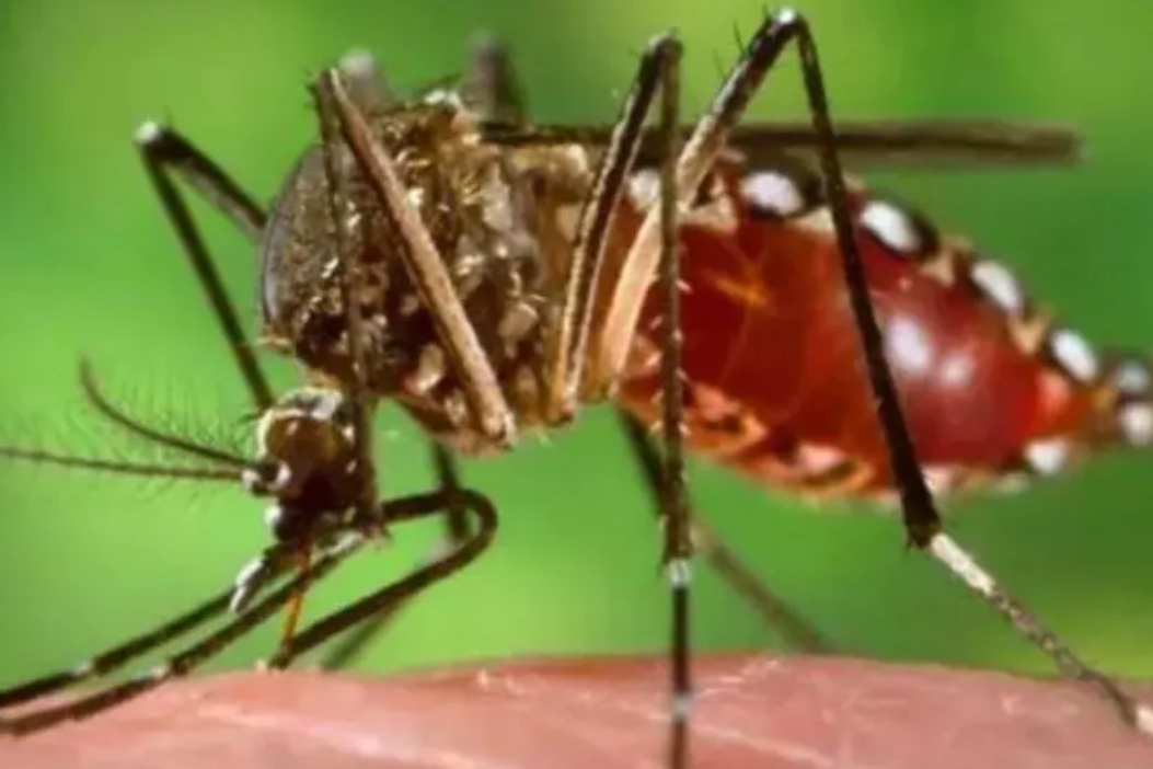 यूपी के इस जिले में डेंगू से 15 लोग पीड़ित, ब्लीडिंग व 30 हजार से कम प्लेटलेट्स पर खतरा